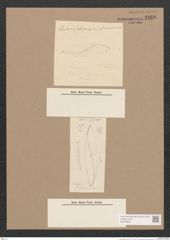 Pleurosigma sp. (de-Toni-Nr.: Genus 13) Zeichnungen Sammlung Grunow Nr. 2168 (NHMW-BOT-W0369228)
